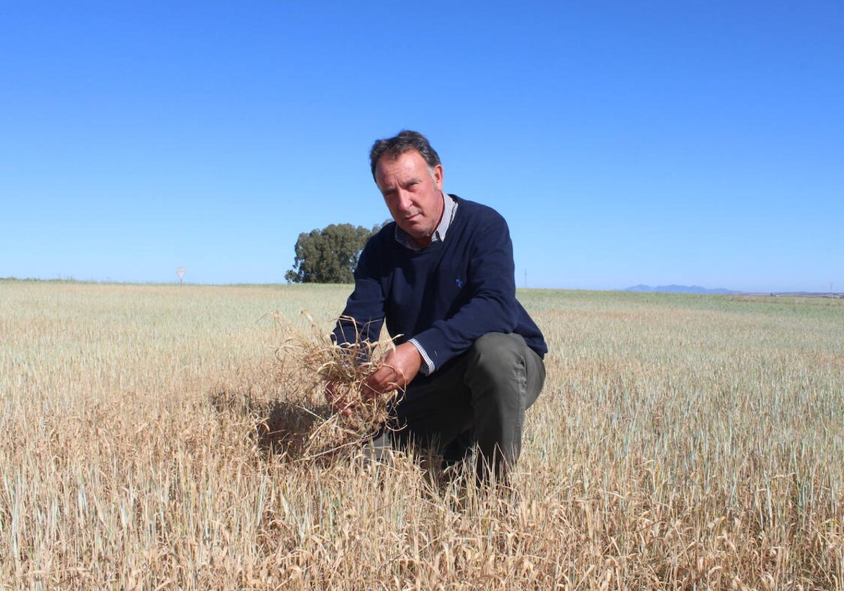 La sequía arrasa la cosecha de cereal en la Campiña Sur el granero de